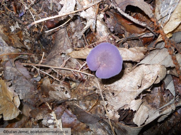 Laccaria amethystina