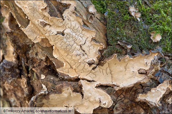 Haematostereum rugosum