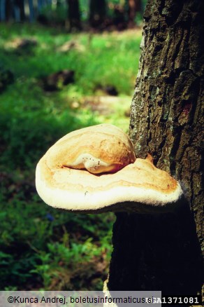 roseči luknjač (<i>Inonotus dryadeus</i>) na <i>Quercus</i> spp.