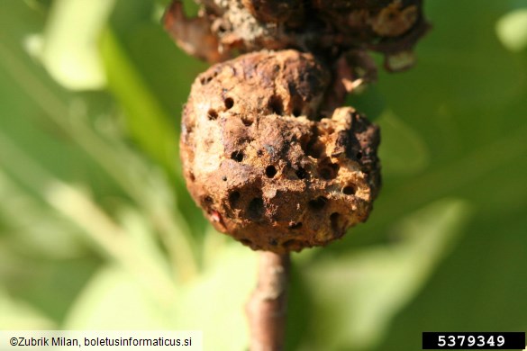 hrastova koreninska šiškarica (<i>Biorhiza pallida</i>) na <i>Quercus</i> spp.