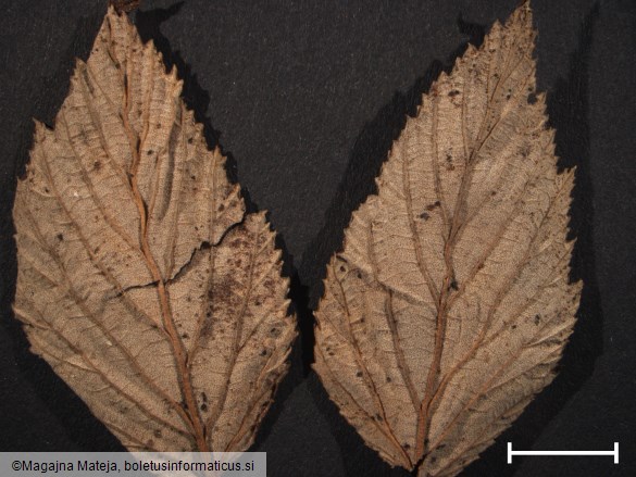 Triphragmium ulmariae