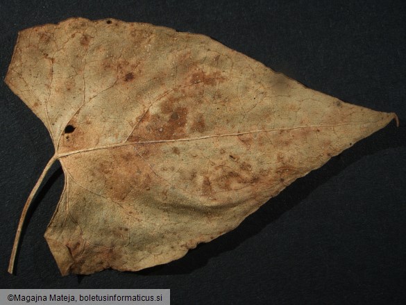 Puccinia polygoni
