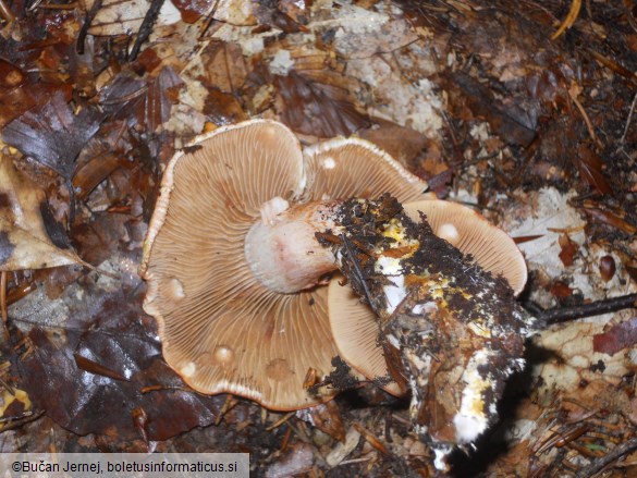 Cortinarius bolaris