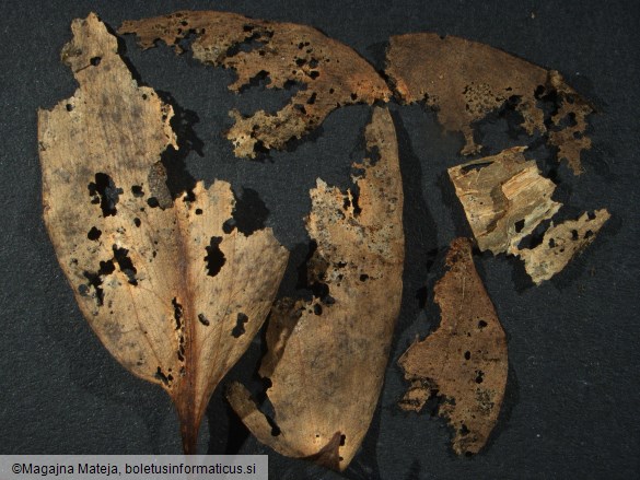 Aecidium erythronii