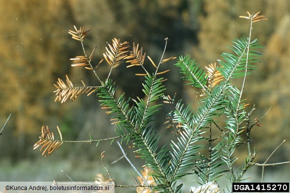 <i>Cytospora pinastri</i> na <i>Abies alba</i>