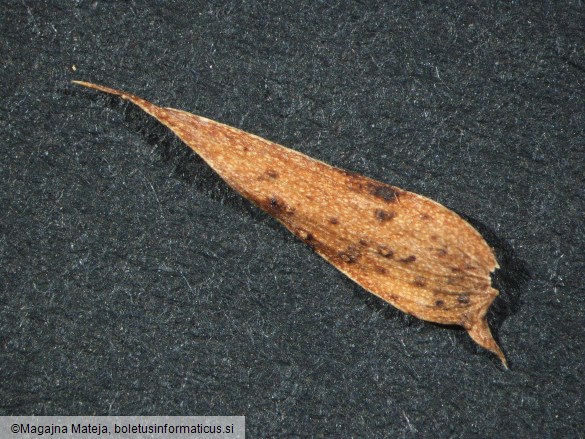 Uromyces pisi f. lathyri