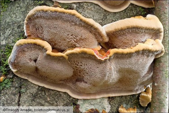 Inonotus radiatus