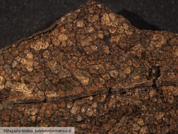 Coleosporium euphrasiae