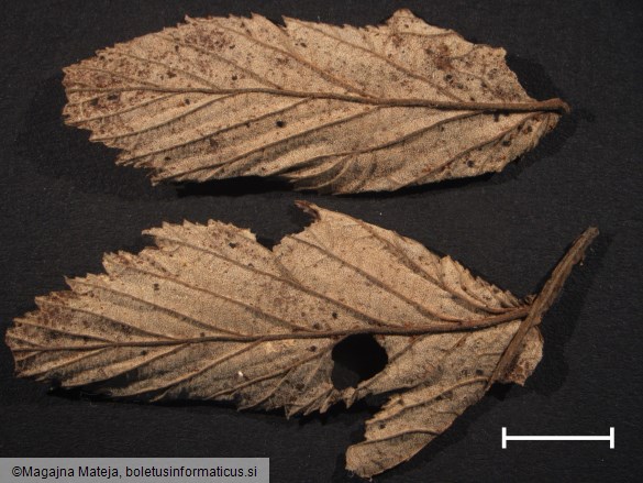 Triphragmium ulmariae