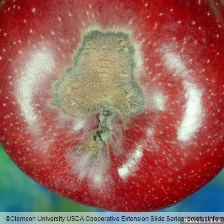 <i>Venturia inaequalis</i> na <i>Malus domestica</i>