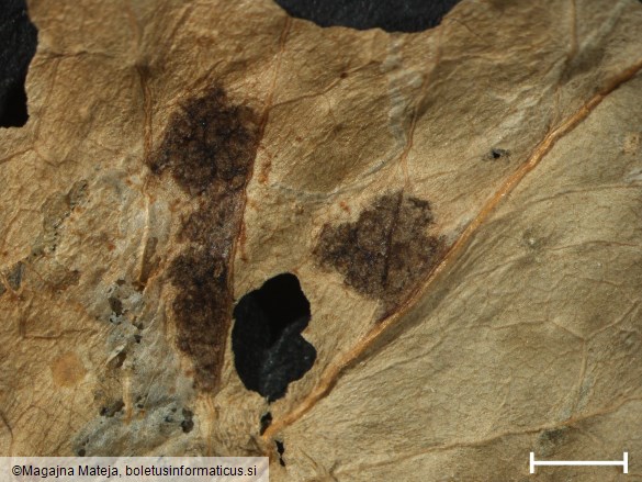 Uromyces pisi