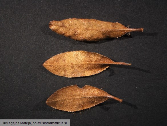 Chrysomyxa rhododendri