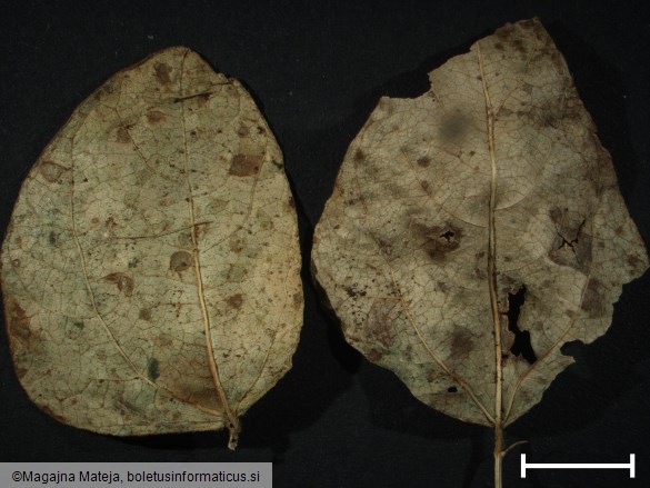 Uromyces phaseoli