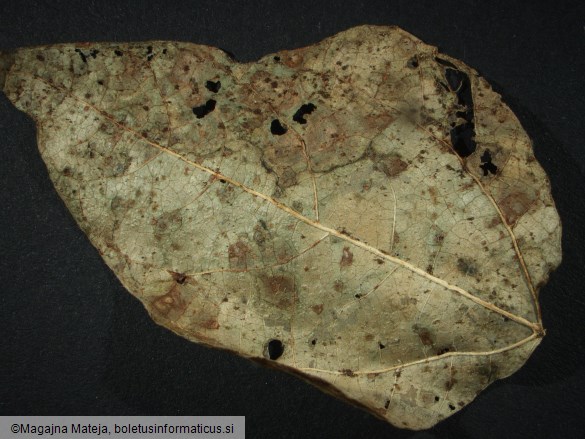 Uromyces phaseoli