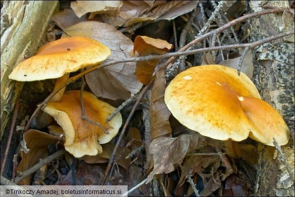 Gymnopilus penetrans