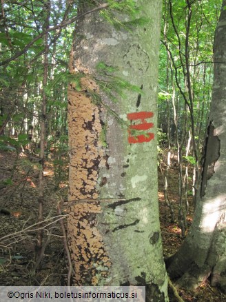 Stereum rugosum