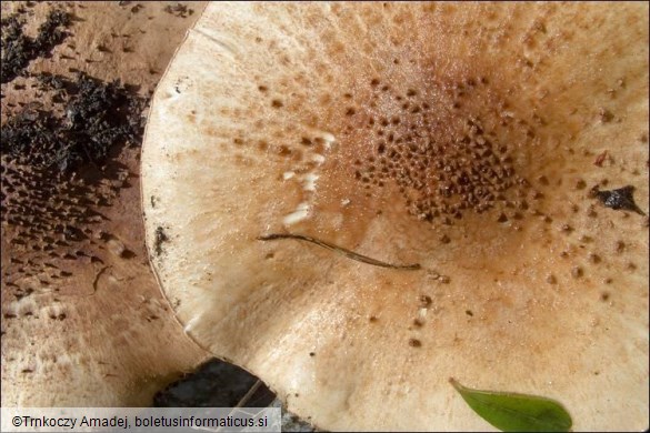 Echinoderma asperum