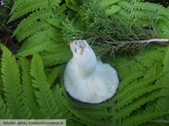 Russula cyanoxantha