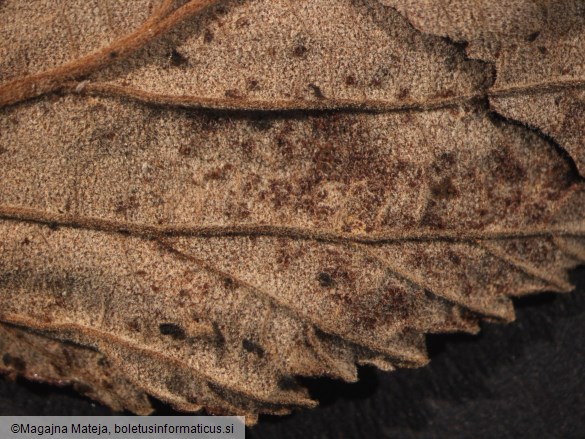 Triphragmium ulmariae