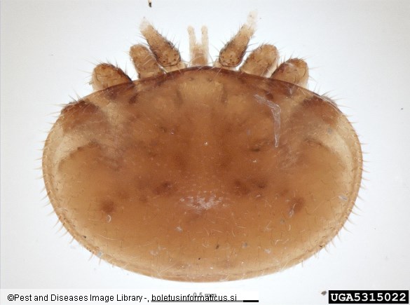 <i>Varroa jacobsoni</i>