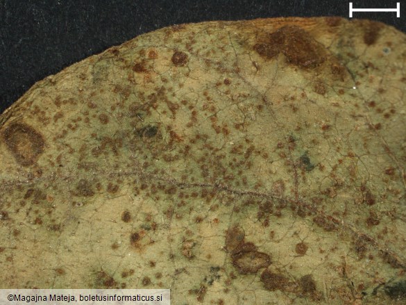 Uromyces phaseoli
