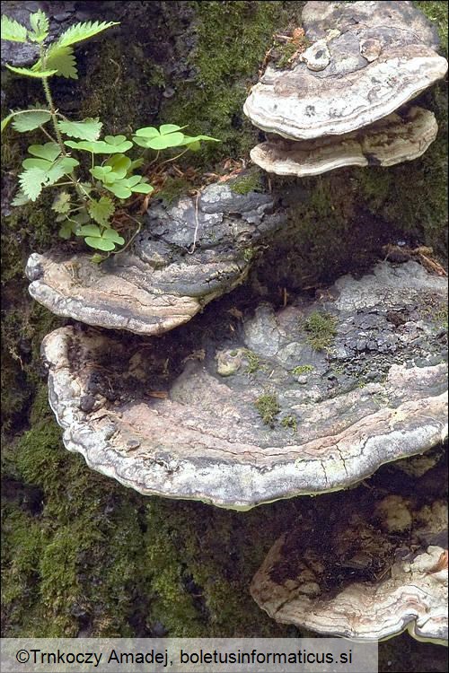 Perenniporia fraxinea