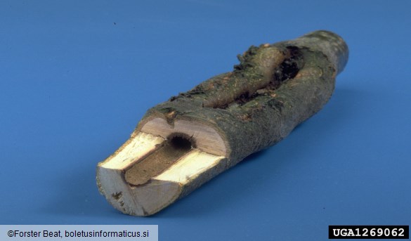 jesenov zavrtač ali modro sitce (<i>Zeuzera pyrina</i>) na <i>Fagus sylvatica</i>
