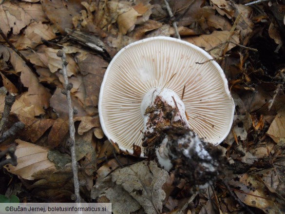 Hygrophorus russula
