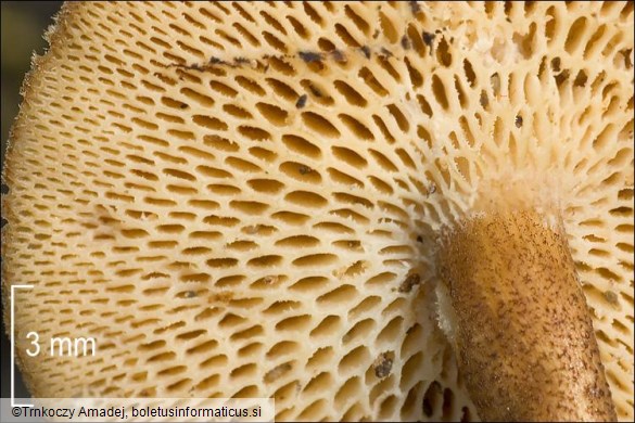 Polyporus arcularius