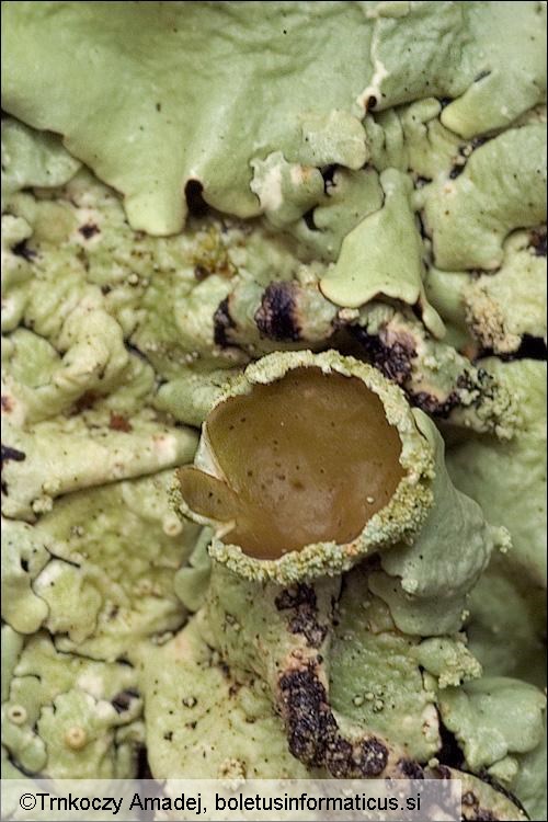Flavoparmelia caperata