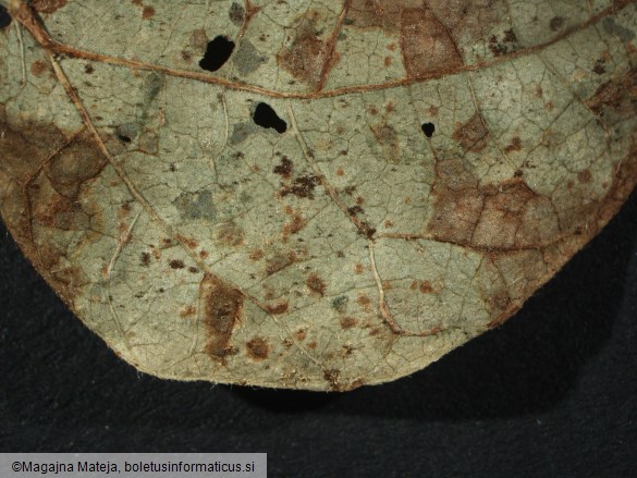 Uromyces phaseoli
