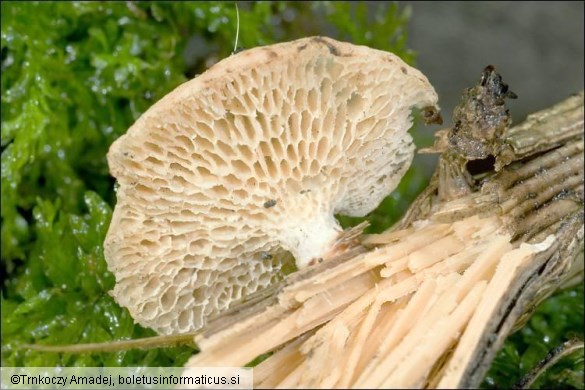 Polyporus alveolaris
