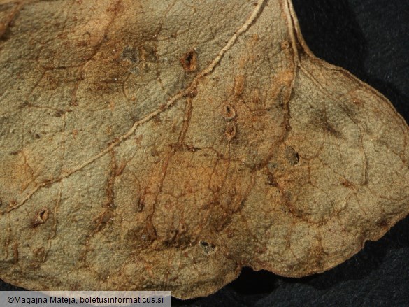 Puccinia polygoni