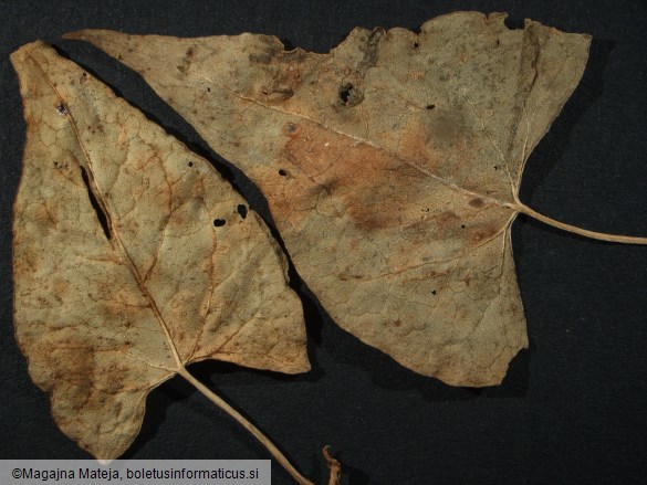 Puccinia polygoni
