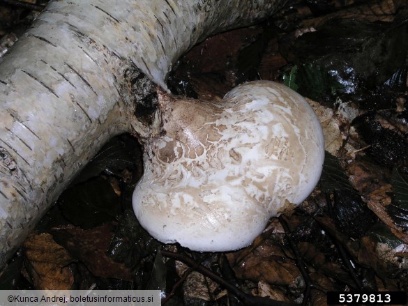 brezova odpadljivka (<i>Piptoporus betulinus</i>) na <i>Betula</i> spp.