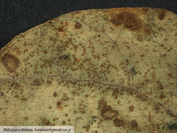 Uromyces phaseoli