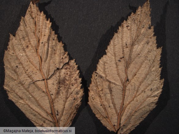 Triphragmium ulmariae