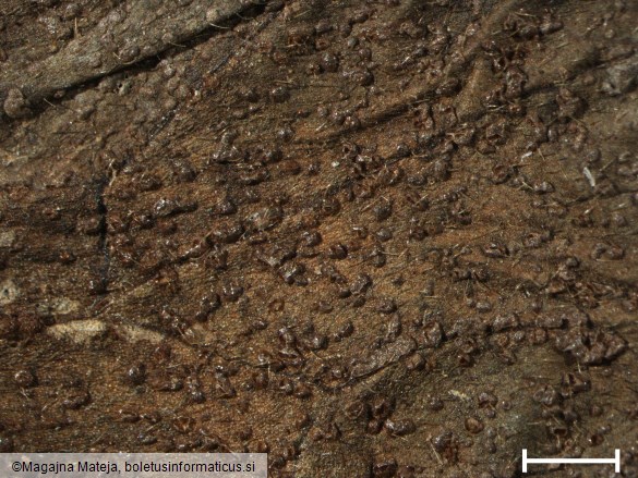 Uromyces lycoctoni
