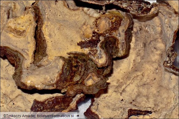Stereum rugosum
