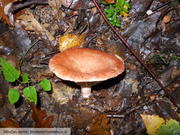 Lactarius torminosus