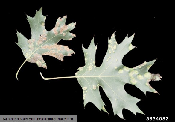 mehurjenje hrastovih listov (<i>Taphrina caerulescens</i>) na <i>Quercus</i> spp.