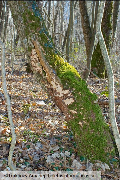 Haematostereum rugosum