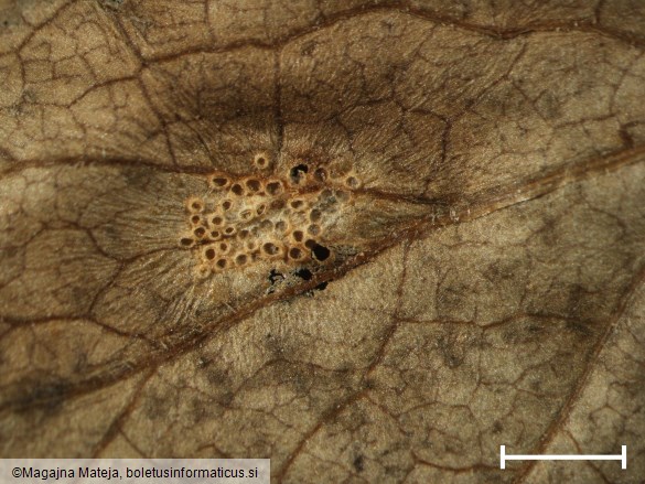 Aecidium valerianearum