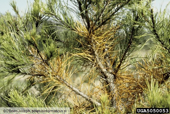 <i>Cyclaneusma minus</i> na <i>Pinus virginiana</i>