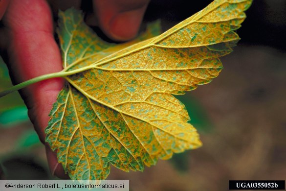 mehurjevka zelenega bora ali ribezova rja (<i>Cronartium ribicola</i>) na <i>Ribes</i> spp.