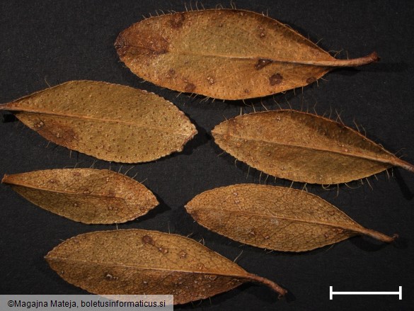 Chrysomyxa rhododendri
