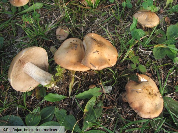 Hebeloma edurum