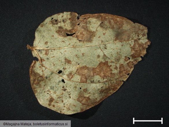 Uromyces phaseoli