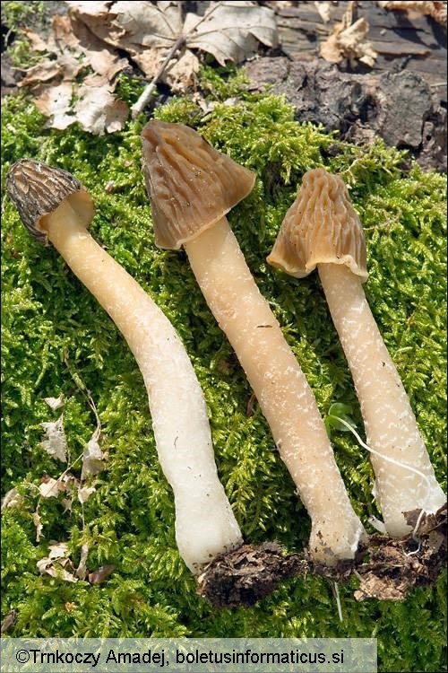 Verpa bohemica