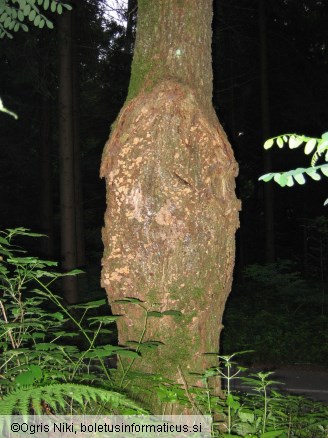 Stereum rugosum 
